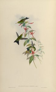 Chlorostilbon osberti = Chlorostilbon canivettii osberti by John Gould
